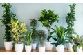 5 комнатных растений-целителей
