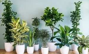 5 комнатных растений-целителей