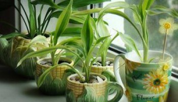 7 лучших растений для очистки воздуха внутри помещения