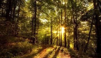 Целебные свойства лесного воздуха