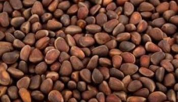 Кедровые орехи — уникальный продукт