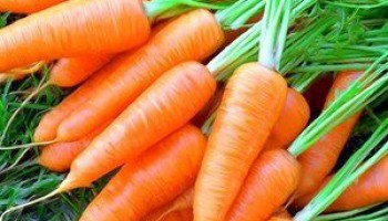 Морковь - кладезь здоровья