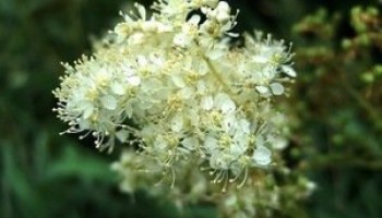 Таволга – трава, обладающая противовоспалительными свойствами