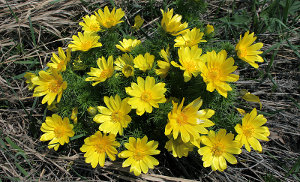 Адонис весенний (горицвет весенний, черногорка, стародубка)