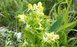 Галения рогатая - Halenia corniculata - описание