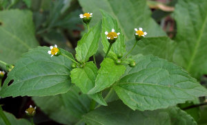 Галинсога мелкоцветковая - Galinsoga parviflora