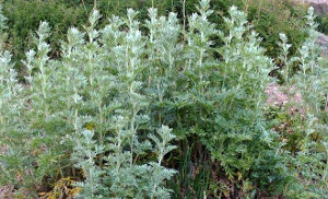 Полынь горькая - Artemisia absinthium